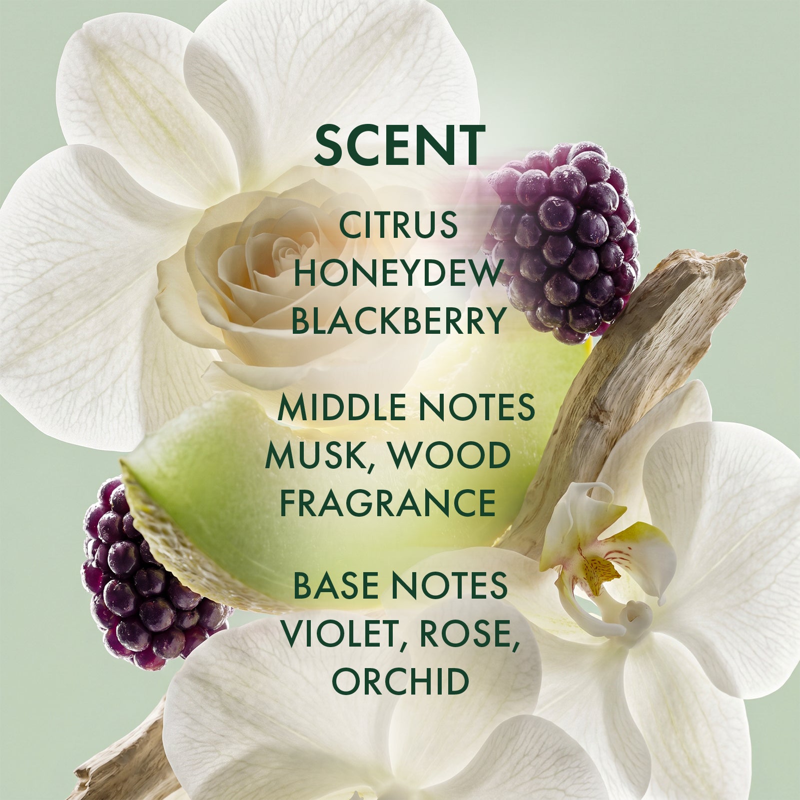 Saw Palmetto Follicle Boost Scalp Serum – alfheimbeauty