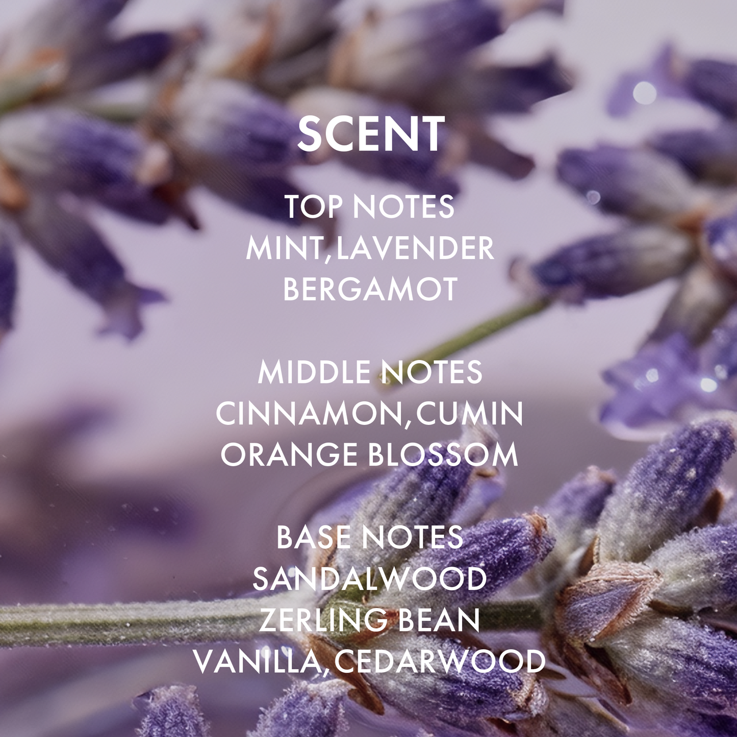 Lavender+ Shampoo & Conditioner Set