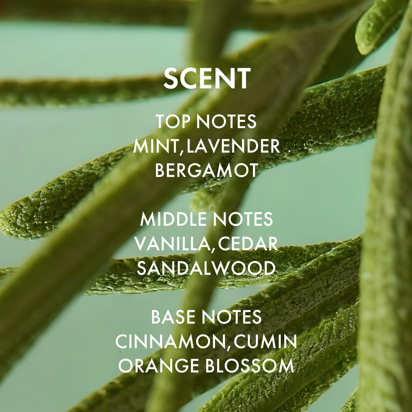 Rosemary+ Purifying Hair Mask